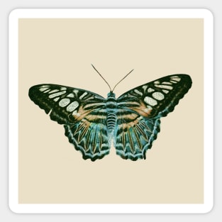 Butterfly Majestic Blue and Orange Sticker